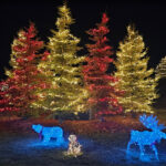 20251126 Trees Animals